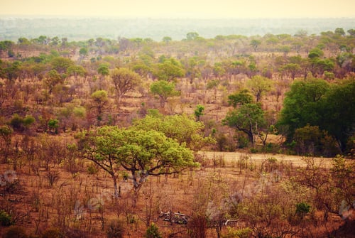 Preview: The African bush