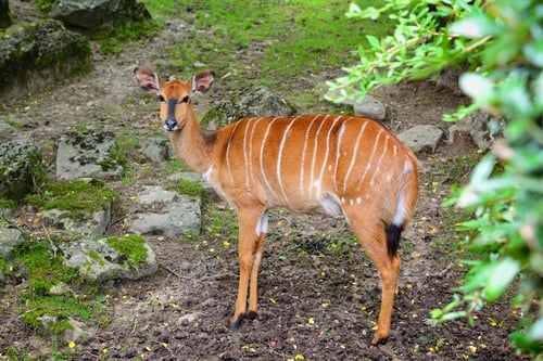 Preview: Female nyala antelope (Tragelaphus angasii)