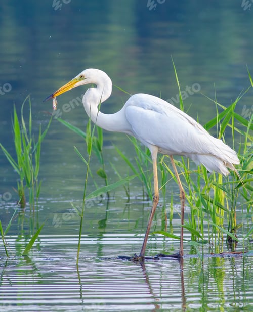 Preview: Great egret, Ardea alba. A bird holds a small fish in its beak