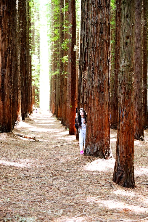 Preview: Hiding between trees