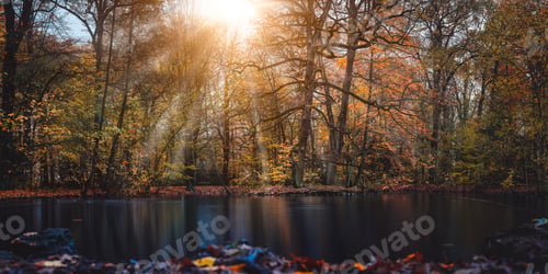Preview: Autumn sun rays sunbeam appear trought the beautiful tree branches and leaves in a city park with a
