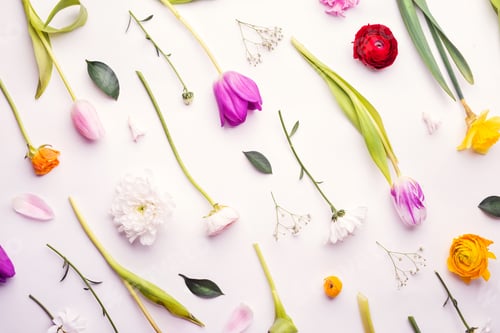 Flowers on a white background.