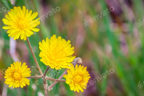 Preview: False dandelion flowers