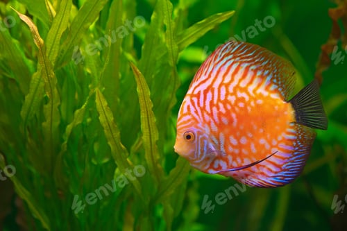 Preview: Discus in aquarium