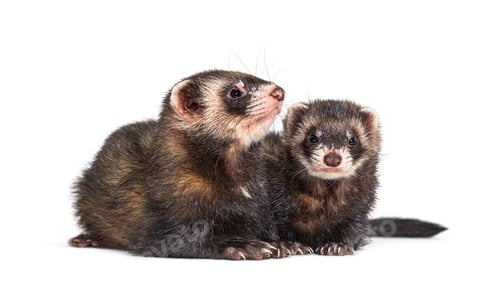 Preview: Two European polecats, looking away, isolated, Wild ferrets.