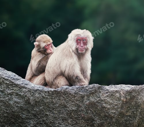 Preview: Japanese Macaque or Snow Monkey Grooming (macaca fuscata)