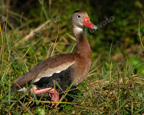 Preview: Black-bellied Whistling Duck Walking Along the Edge of a Lake