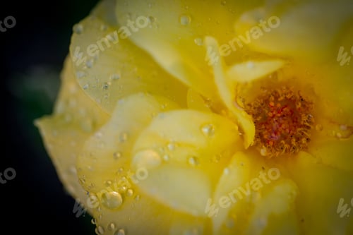 Preview: Yellow Rose Petals with Water Droplets