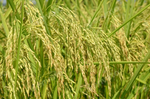Preview: Paddy plant ears with grains in the field (Oryza sativa)