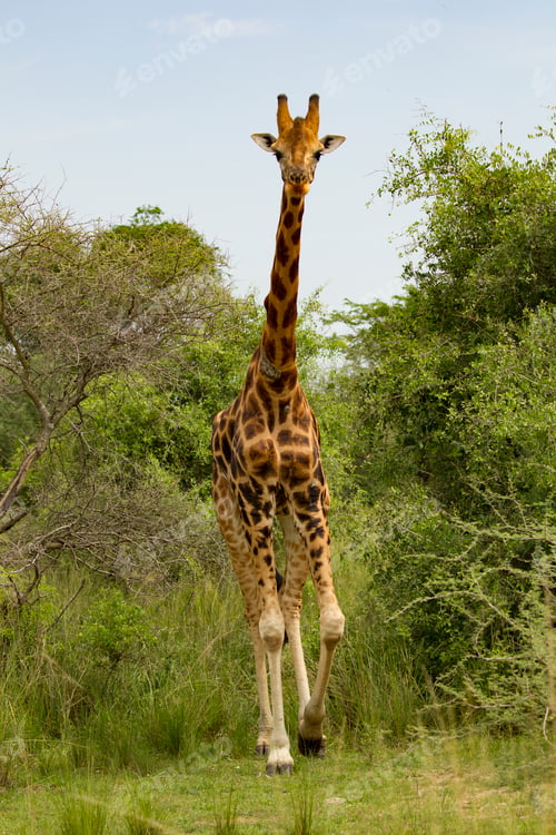 Preview: Rothschild's Giraffe (Giraffa camelopardalis rothschildi), Murchison Falls National Park, Uganda