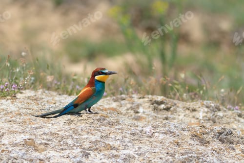 Preview: european bee eater