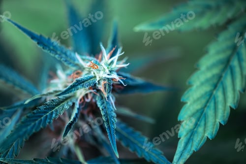 Preview: Flowering cannabis bud with lush green leaves