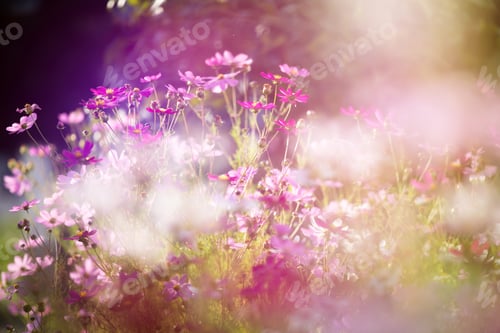 Preview: Field of colorful cosmos,pastel tone.