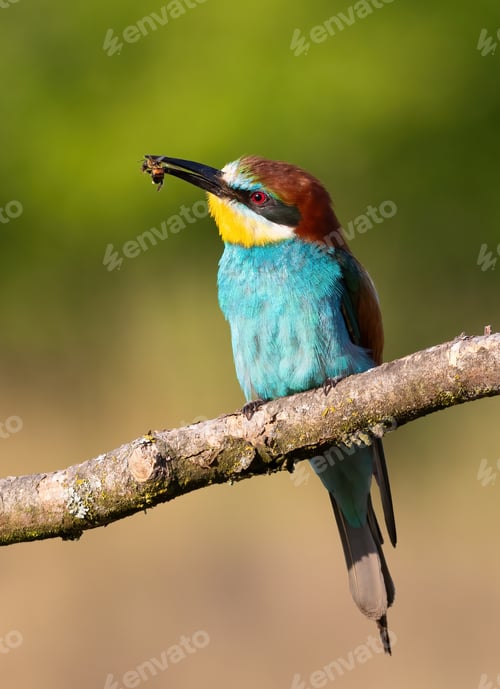Preview: European bee-eater, Merops apiaster. Close-up of a bird on a beautiful background