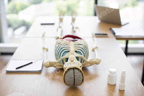 Preview: 3D model of human skeleton with organs
