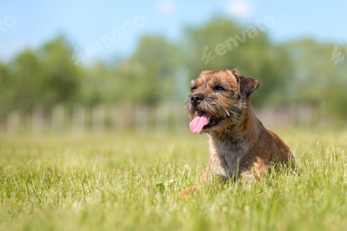 Preview: Border Terrier dog lying in the grass