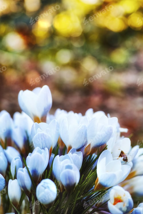 Preview: Beautiful crocus