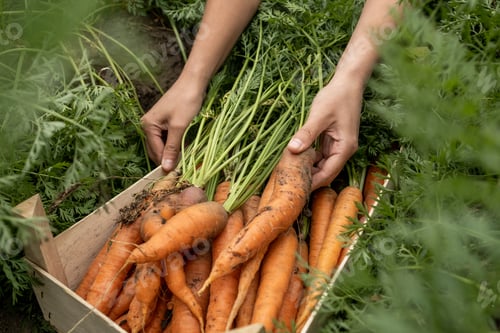 Preview: Putting Carrots Into Box