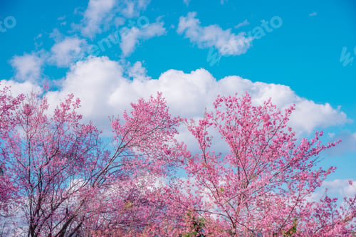 Preview: Blossom of Wild Himalayan Cherry flower.