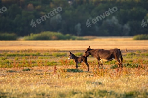 Preview: Mother donkey licking her young on pasture at sunset