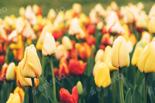Preview: Blooming tulips.