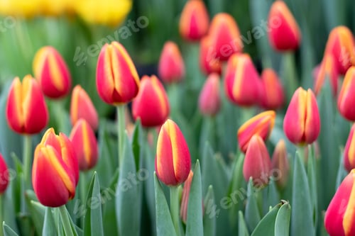 Preview: Red tulips flowers in the garden