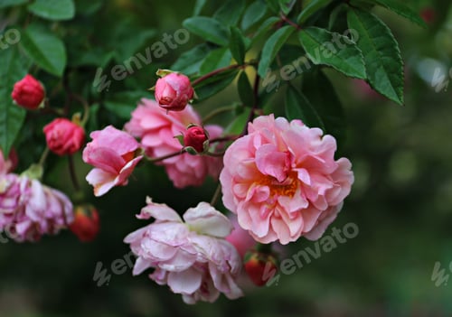 Preview: Pink roses branches at garden