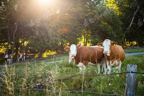 Preview: Spotted cows looking on green meadow in summer sunlight