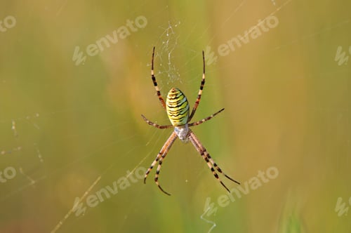 Preview: Wasp spider sitting on a spider web