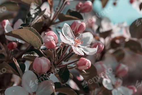 Preview: Blossom tree
