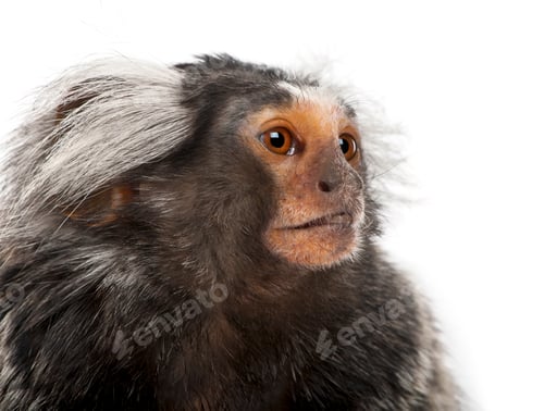 Preview: Common Marmoset, Callithrix jacchus, 2 years old, in front of white background