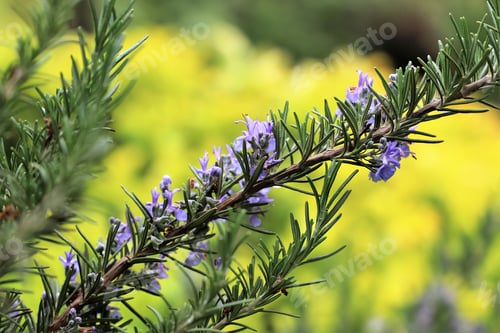 Preview: close-up of a rosemary branch in bloom