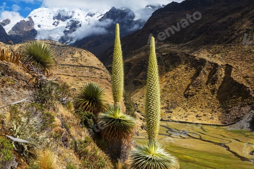 Preview: Puya