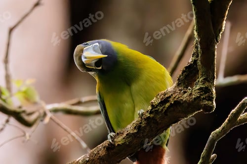 Preview: Beautiful emerald toucanet perched on a tree branch. Aulacorhynchus prasinus.