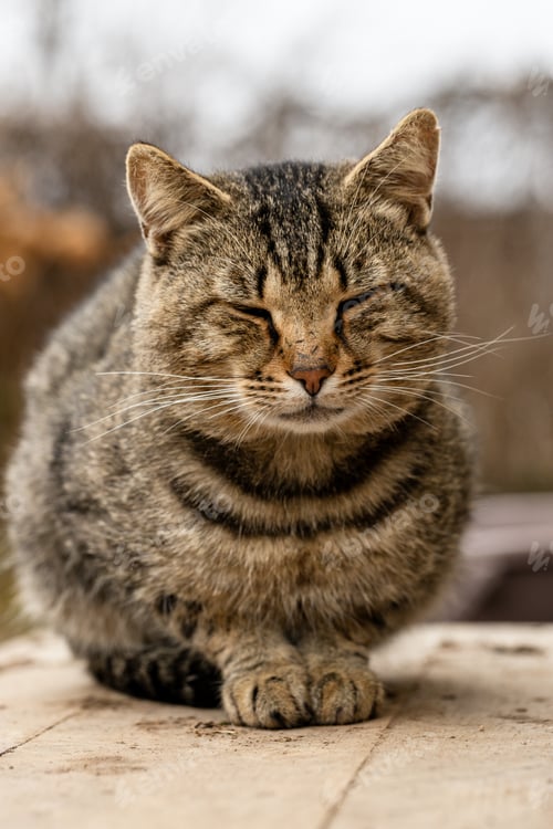 Preview: Cat sitting on the porch