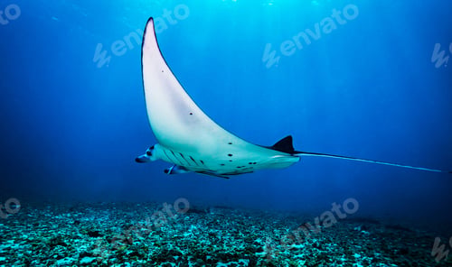 Preview: Picturesque underwater world with coral reefs