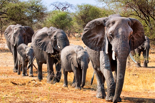 Preview: A Best wildlife sanctuary in the world