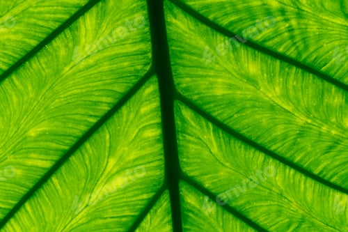 Preview: Macro shot detail of green leaf texture background. Pattern line of fresh green leaf. Abstract green