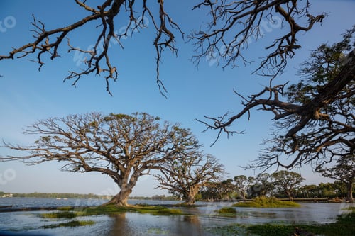 Preview: Trees on Sri Lanka