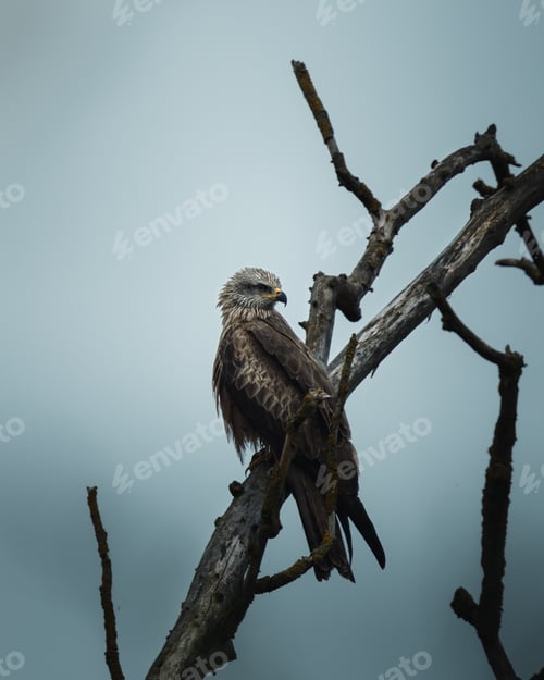 Preview: an eagle sitting on top of a dead tree branch looking around