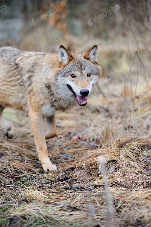 Preview: Wild wolf in forest