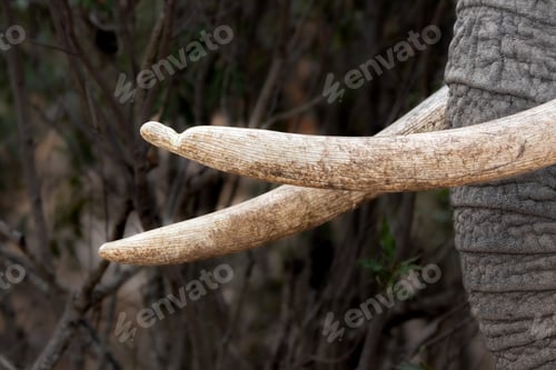Preview: African Elephant, Loxodonta africana, Close-up of elephant tusks, against a blurred bush background.