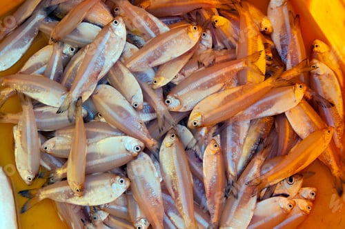 Preview: Various fresh fish, Seafood on ice at the fish market