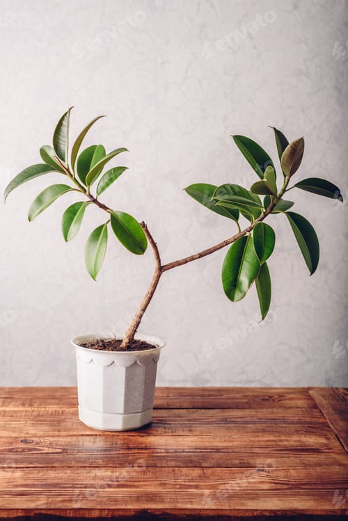Preview: Ficus plant in white pot