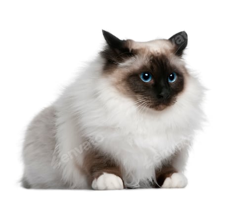 Preview: Birman (2 years old)