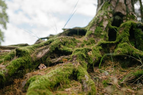 Preview: ?ree roots in forest covered with overgrown green moss, creeping over the rock. Forest bright colors