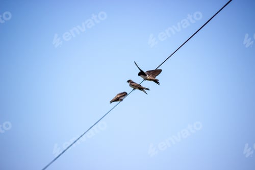 Preview: Birds Perched Atop an Electrical Wire Under Blue Sky
