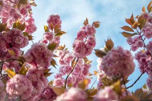 Preview: Blooming pink sakura