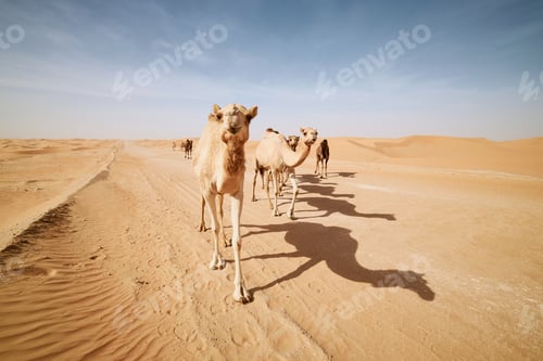 Preview: Herd of camels walking on sand road against sand dunes in desert landscape