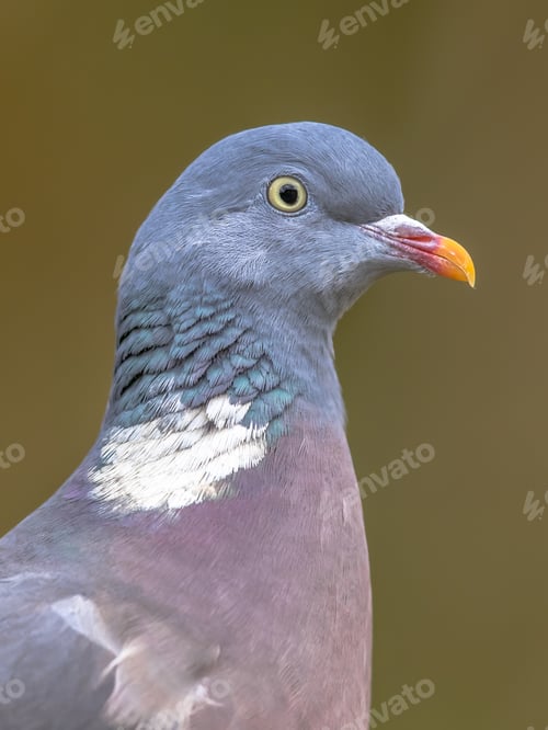 Preview: Headshot portrait of Wood pigeon